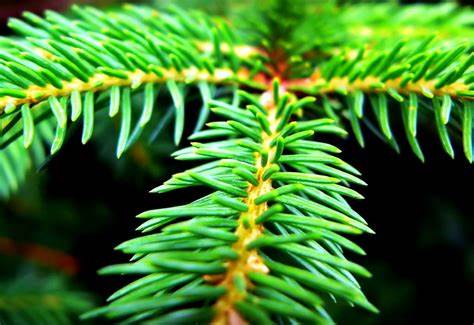 Balsam fir oleic extract 120 ml.
